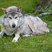 Mexican Gray Wolf Poster