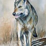 Mexican Grey Wolf Poster