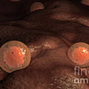 Microscopic View Of Ovules Poster