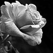 Midnight Rose In Black And White Poster