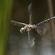Migrant Hawker Dragonfly In Flight Poster