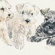 Miniature Schnauzer Puppies Poster