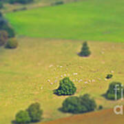 Miniature Sheep Farm Poster