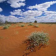 Minnie Daisy In The Strzelecki Desert Poster