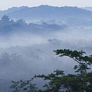 Mist Over Tropical Rainforest Kibale Np Poster