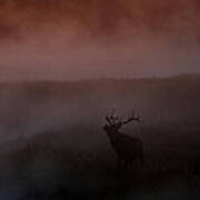Misty Morning Elk Poster
