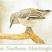 Mockingbird In Winter Digital Painting Poster