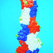 Model Of The Protein Actin Poster