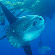 Mola Mola Ocean Sunfish Poster
