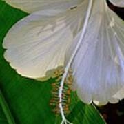 Molokai White Hibiscus Poster