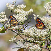 Monarch Beauty Poster