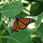 Monarch Butterfly 41 Poster