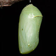 Monarch Butterfly Chrysalis I Poster