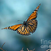 Monarch Butterfly In Flight Poster