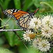 Monarch Butterfly On Flower Poster