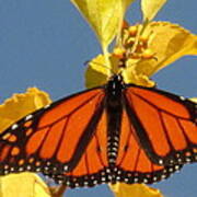 Monarch In Autumn Poster