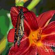 Monarch Lily Poster