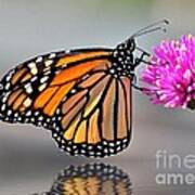 Monarch On A Pink Flower Poster