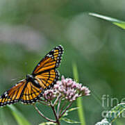 Monarch Perch Poster