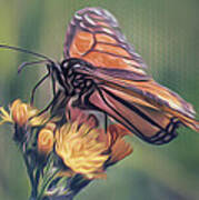 Monarch Striations Poster