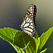 Monark Butterfly No. 2 Poster