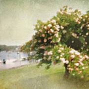 Monet's Tree Poster