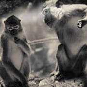 Monkeys In Freedom Poster