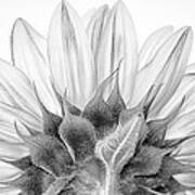 Monochrome Sunflower Poster