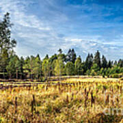 Wetlands In The Black Forest Poster