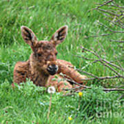 Moose Calf Under Willow Poster