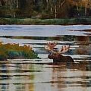 Moose Feeding Poster