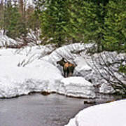 Moose In Alaska Poster