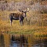 Moose In Tetons Poster