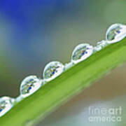 Morning Dew Drops Poster