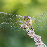Morning Dragonfly Poster