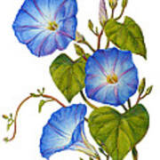 Morning Glories - Ipomoea Tricolor Heavenly Blue Poster