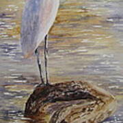 Morning Perch-egret Poster