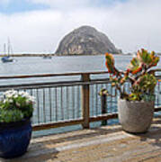 Morro Bay And Plants Poster
