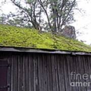 Moss Covered Roof Poster