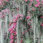 Mossy Crepe Myrtle Poster