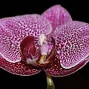 Moth Orchid Poster