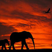 Mother And Baby Elephants Sunset Silhouette Series Poster