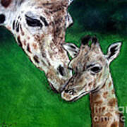 Mother And Baby Giraffe Poster