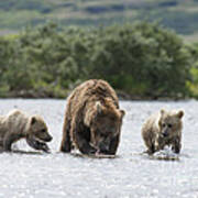Mother Brown Bear With Two Cubs Ready To Eat Poster