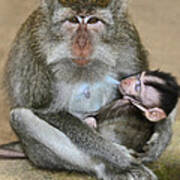 Mother Macaque And Her Baby Poster