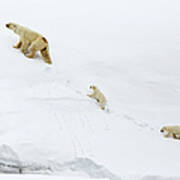 Mother Polar Bear And Cubs In Svalbard Poster