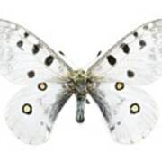 Mountain Apollo Butterfly Poster