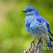 Mountain Bluebird Poster