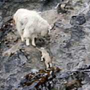 Mountain Goat Mother Encouraging The Kid Poster