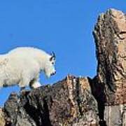 Mountain Goat Poster